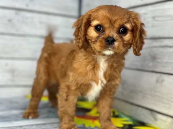 [#22402] Ruby Female Cavalier King Charles Spaniel Puppies for Sale