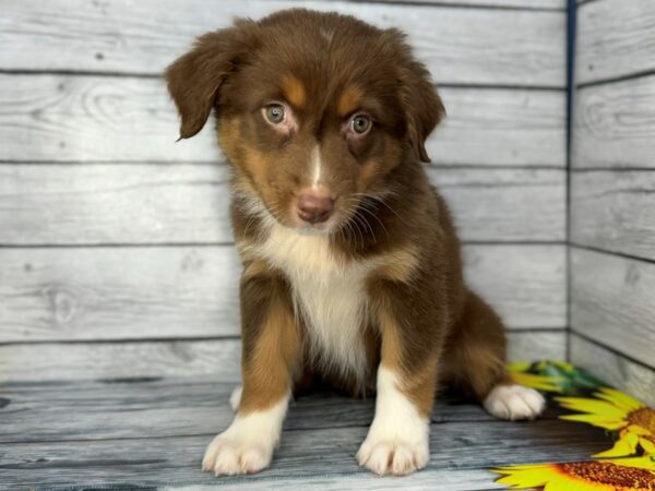 [#22401] Red Female Australian Shepherd Puppies for Sale