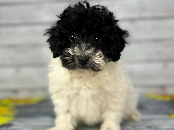 [#22418] Black and White Male Miniature Bernedoodle 2nd Gen Puppies for Sale
