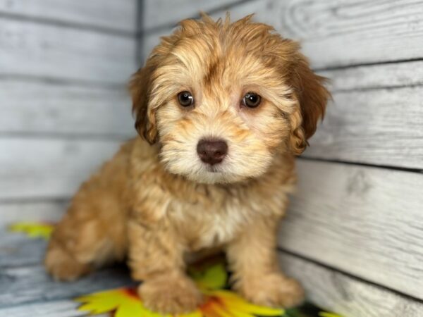 [#22417] Red Female Schnoodle Puppies for Sale