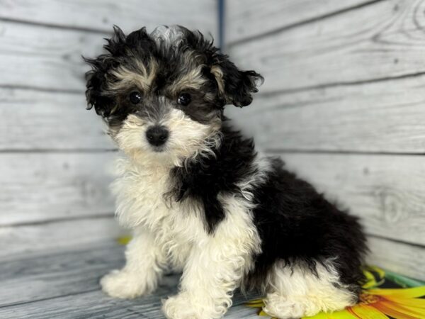 [#22416] Black and Tan Male Coton Poo Puppies for Sale