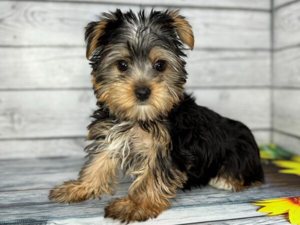 [#22415] Black and Tan Female Yorkshire Terrier Puppies for Sale