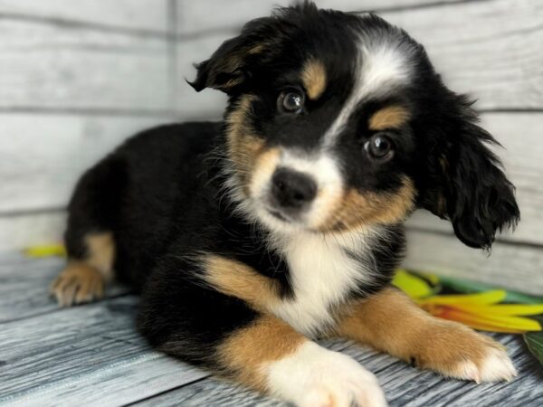 [#22414] Black Brown and White Female Toy Australian Shepherd Puppies for Sale