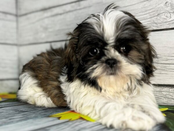 [#22413] Brindle and White Female Shih Tzu Puppies for Sale