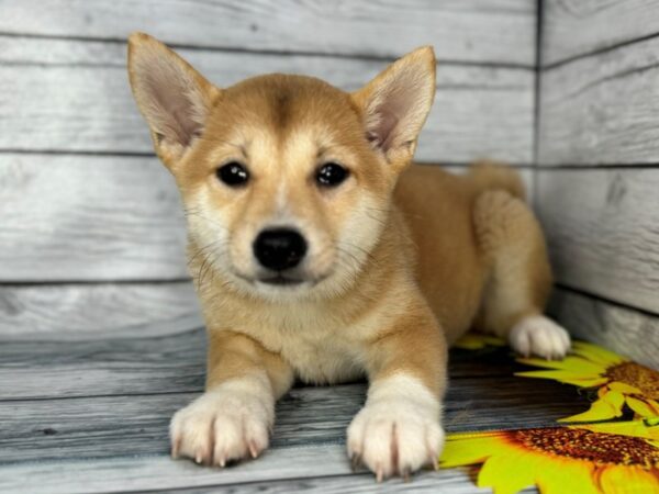 [#22412] Red Female Shiba Inu Puppies for Sale