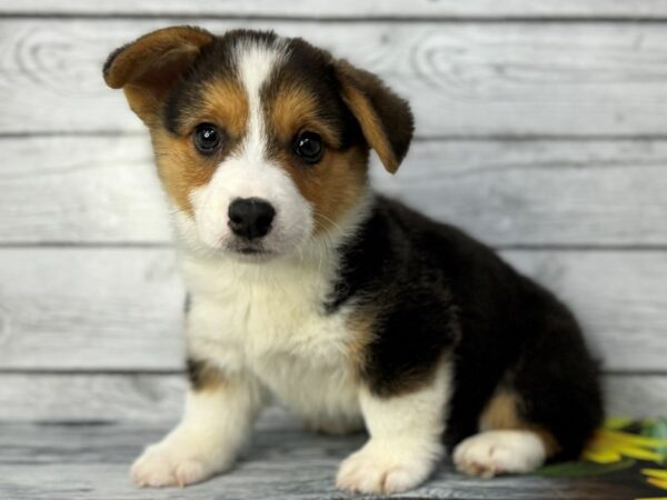 [#22411] Black White and Tan Male Pembroke Welsh Corgi Puppies for Sale