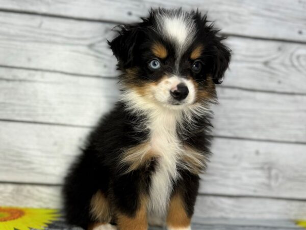 [#22410] Black White and Brown Male Miniature Australian Shepherd Puppies for Sale