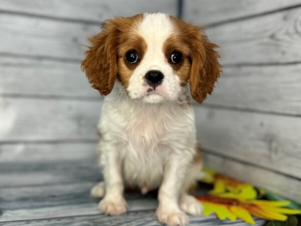 [#22409] Blenheim Male Cavalier King Charles Spaniel Puppies for Sale