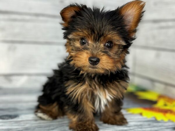 [#22423] Black and Gold Male Yorkshire Terrier Puppies for Sale