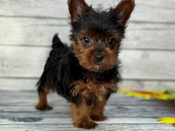 [#22422] Black and Gold Female Yorkshire Terrier Puppies for Sale