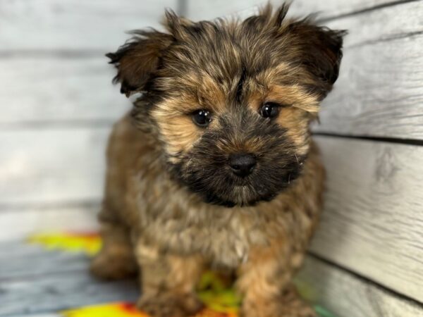 [#22426] Gold Male Morkie Puppies for Sale