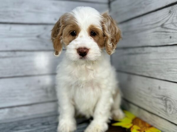 [#22428] Red and White Female Cockapoo Puppies for Sale