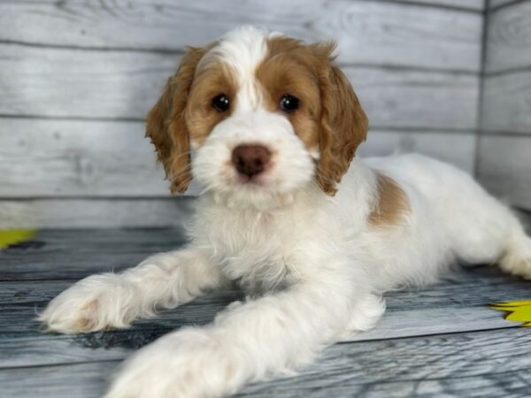 [#22427] Red and White Female Cockapoo Puppies for Sale