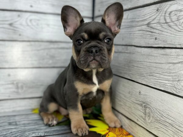 [#22429] Blue, Tan Markings Female French Bulldog Puppies for Sale