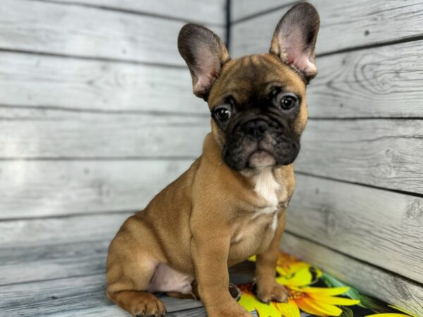 [#22430] Fawn, Black Mask Male French Bulldog Puppies for Sale