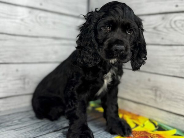 [#22431] Black Male Cocker Spaniel Puppies for Sale