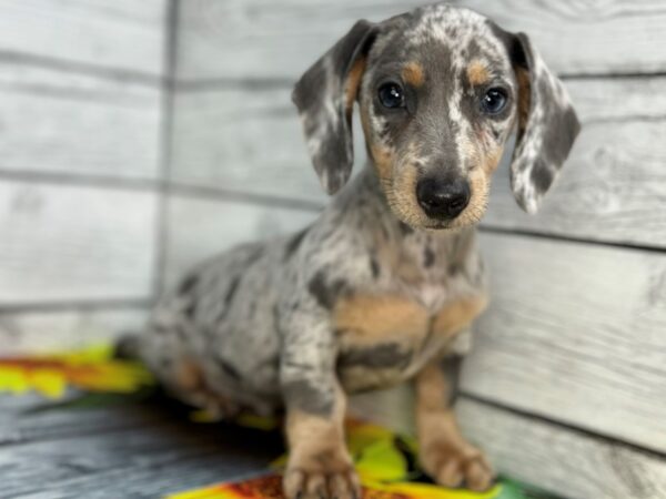 [#22432] Silver Dapple Male Dachshund Puppies for Sale