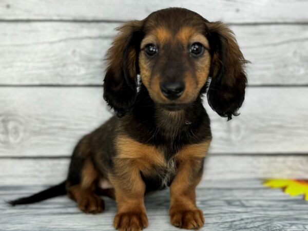 [#22433] Red Sable Female Dachshund Puppies for Sale