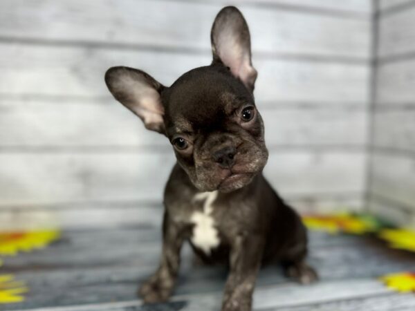 [#22434] Black Brindle, White Markings Male French Bulldog Puppies for Sale