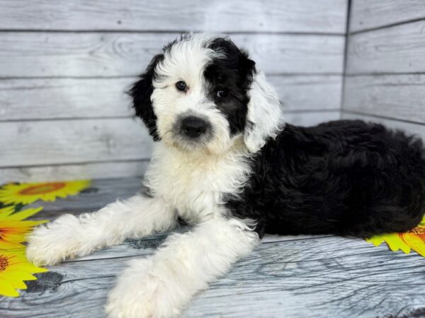 [#22438] Black and White Male Sheepadoodle Puppies for Sale