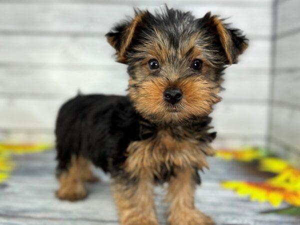 [#22437] Black and Tan Male Yorkshire Terrier Puppies for Sale