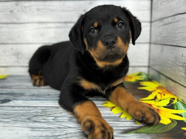 [#22436] Black and Mahogany Female Rottweiler Puppies for Sale