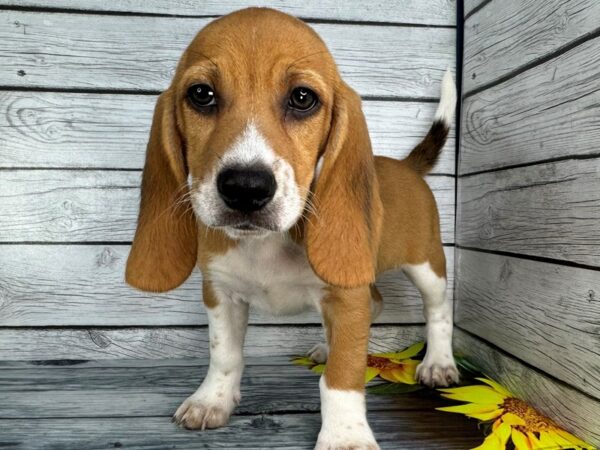 [#22443] Red and White Male Beagle Puppies for Sale