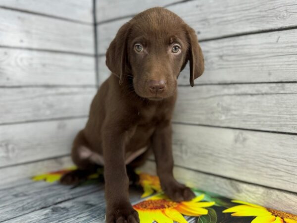 [#22442] Chocolate Male Labrador Retriever Puppies for Sale