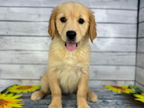 [#22441] Golden Female Golden Retriever Puppies for Sale