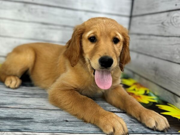 [#22440] Golden Male Golden Retriever Puppies for Sale