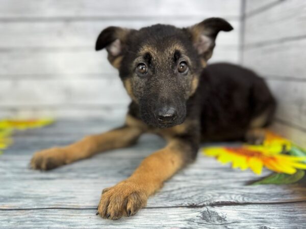 [#22439] Black and Tan Male German Shepherd Puppies for Sale
