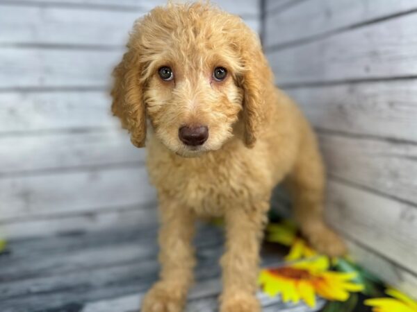 [#22445] Apricot Female Chesadoodle Puppies for Sale