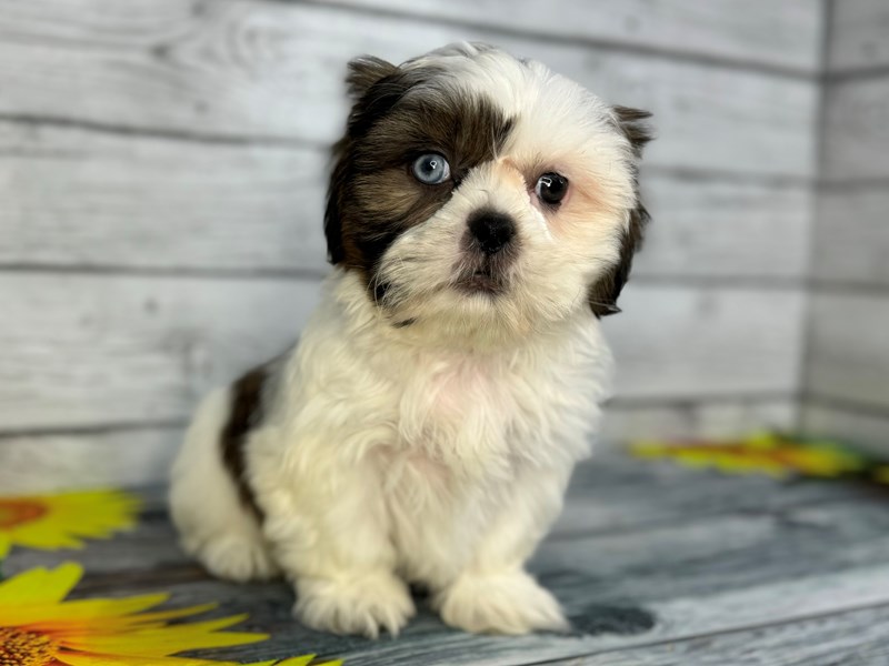 Dogs & Puppies for Sale Petland Batavia Pet Store Illinois