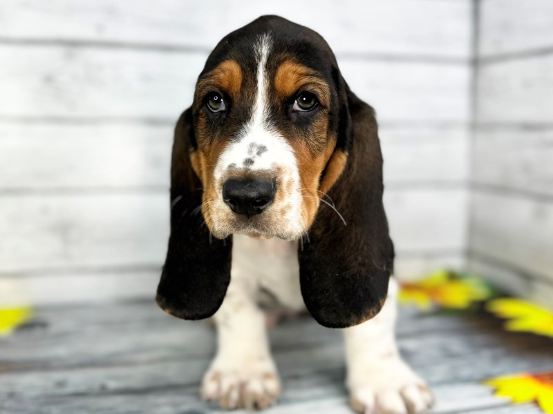 Dogs & Puppies for Sale Petland Batavia Pet Store Illinois