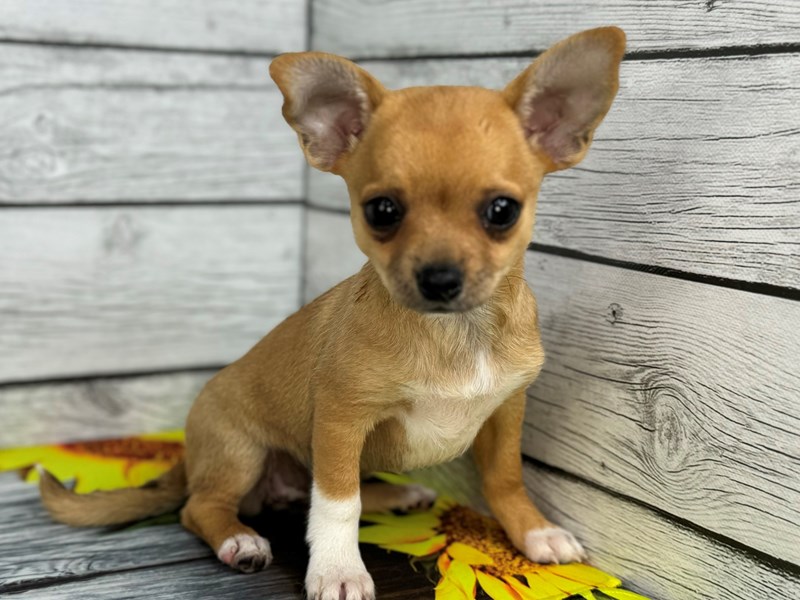 Buy Puppies, Pets & Supplies Petland Batavia Pet Store Illinois