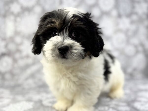 [#22909] Black Gold and White Male Teddy Bear Puppies for Sale