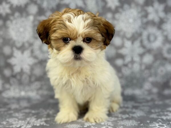 [#22949] Red and White Male Shih Tzu Puppies for Sale