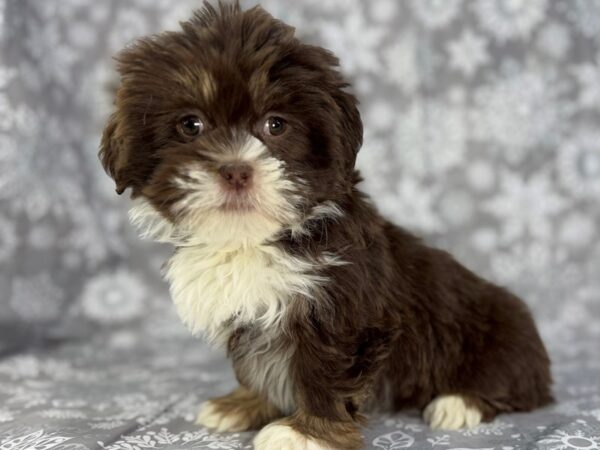 [#22945] Brown Female Lhasa Apso Puppies for Sale