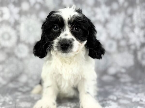 [#22941] Black and White Female Cavapoo Puppies for Sale