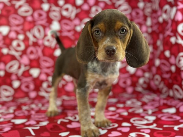 [#22951] Brown White and Tan Male Beagle Puppies for Sale