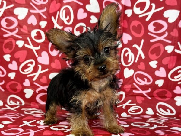 [#22968] Black and Tan Female Yorkshire Terrier Puppies for Sale