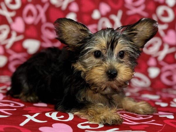 [#22969] Black and Tan Female Yorkshire Terrier Puppies for Sale