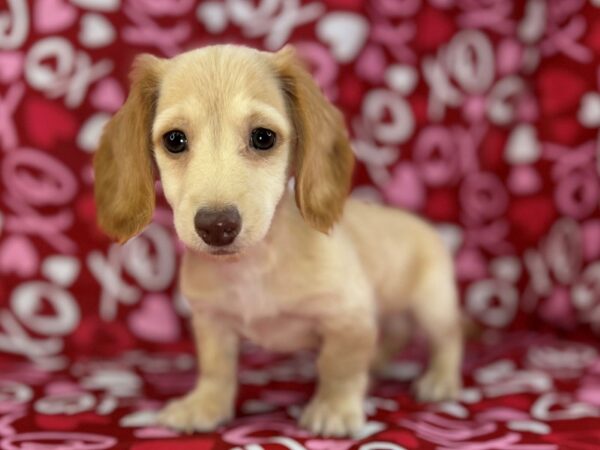[#22959] Fawn Male Dachshund Puppies for Sale