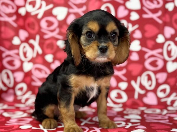 [#22958] Black and Tan Female Cavalier King Charles Spaniel Puppies for Sale