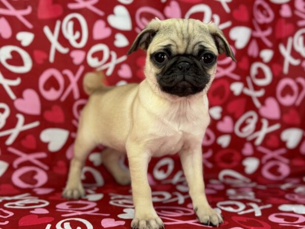 [#22974] Fawn Female Pug Puppies for Sale