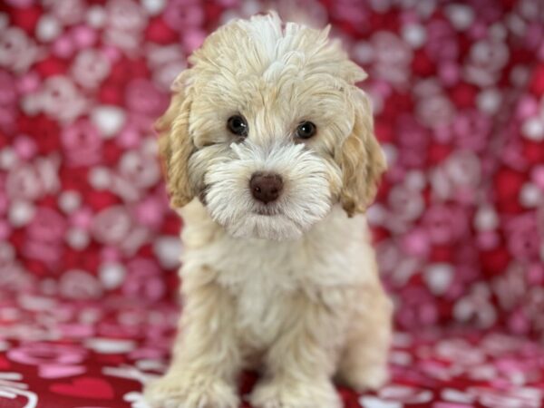 [#22971] Cream Male Cavapoo 2nd Generation Puppies for Sale