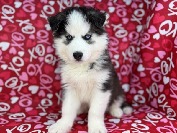 [#22973] Black and White Male Siberian Husky Puppies for Sale
