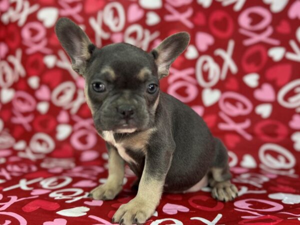 [#22979] Blue and Tan Female French Bulldog Puppies for Sale