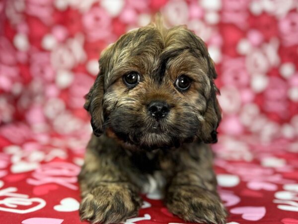 [#22990] Brindle and White Male CavaTzu Puppies for Sale