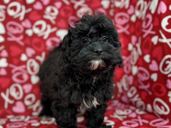 [#22984] Black Female Shih Poo Puppies for Sale